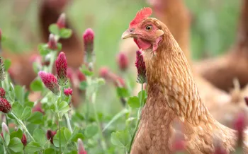 Brown chicken in a field.