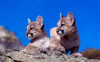 Two young cougars rest on a rocky outcrop against a vibrant blue sky. 
