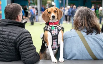 A beagle peers at the camera as her owners sit beside her looking away.