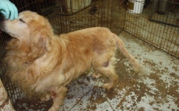 Puppy mill dog