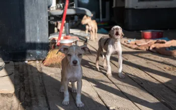 Three dogs outside a building. One is barking.