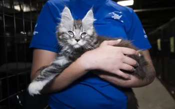 A Humane World for Animals employee holds a cat in their arms.