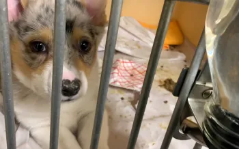A Corgi puppy with soulful eyes peeks through the bars of a cage, its face smudged with dirt, laying on a crumpled blanket