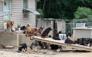 A group of dogs of various breeds and sizes are gathered in an outdoor enclosure, with some resting on a wooden ramp and others near a building
