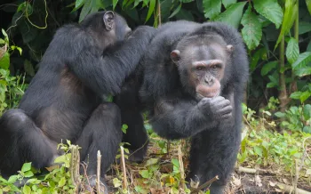 Two chimps at HSI’s Second Chance Chimpanzee Refuge