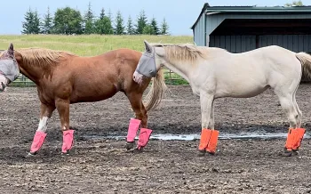 Two horses standing next to each other outdoors.
