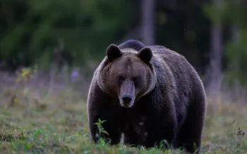 A large brown bear stands in a grassy field, its dark fur contrasting with the muted green and brown tones of the background 