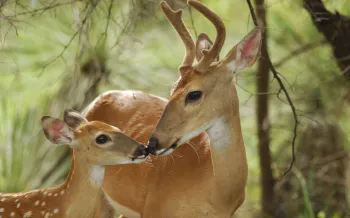A fawn and a buck, with noses gently touching in the forest. The fawn, looks up at the buck, whose antlers are still developing.