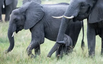 Young elephant walking with two adult elephants