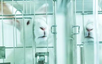 A white rabbit stis in a cage in a laboratory setting where they are used for animal testing.