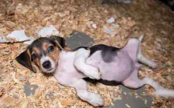 A beagle puppy with large ears lies on its back on a bed of wood shavings. The puppy's belly is exposed, which is pale pink with dark spots. 