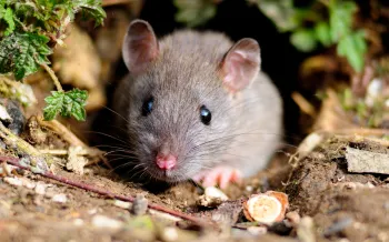 A small, grey mouse with large ears and dark eyes peeks out from its burrow, surrounded by dirt, leaves, and green foliage, and a nut in front of it