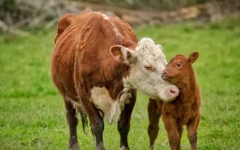 Nuzzling cows