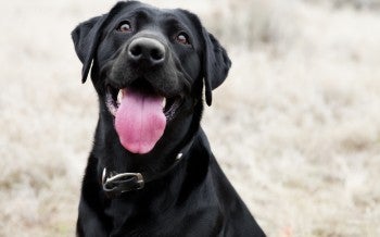 Black lab looks at camera with tongue out