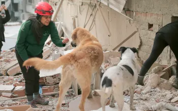 Humane Society International team with stray dogs