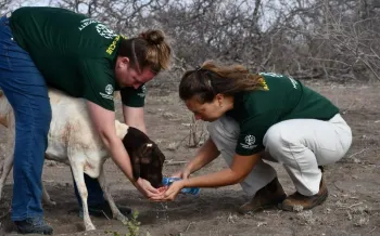 Two people from Humane Society International offer fresh water to a weak sheep