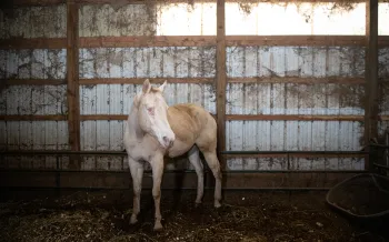 A blind horse stands in a barn in poor condition