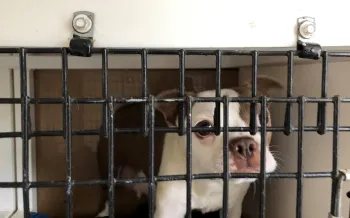 A puppy in a cage at a puppy mill.