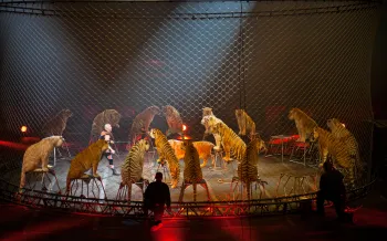 Ringling borthers circus tiger act