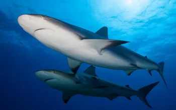 Sharks swimming in the ocean, highlighting marine life conservation efforts to protect them from finning.