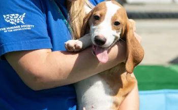 A person wearing a blue shirt with "The Humane Society of the United States" logo is holding a beagle.