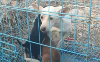 Two dogs, one white and one black and brown, huddle together inside a blue metal cage, with dry grass visible on the ground.