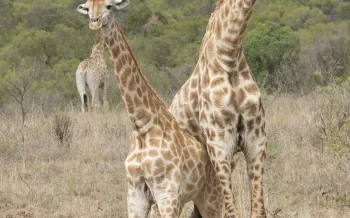 Two giraffes stand close together in a dry, grassy savanna, with a third giraffe visible in the background 