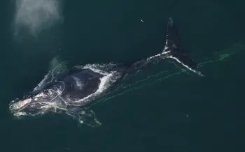 A whale at the surface of the ocean.