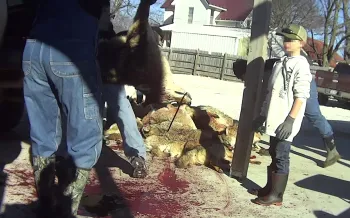 A child watches as dead coyotes are piled up after a killing contest