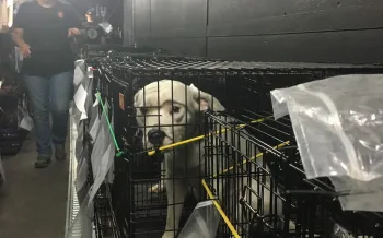 Dog being transported to safety
