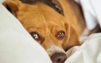 A dog peeking out from under a duvet.