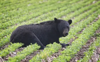 A bear lying in a field of green crops 