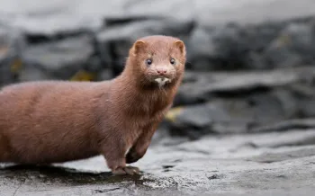 A brown mink photographed in the wild is looking at the camera.