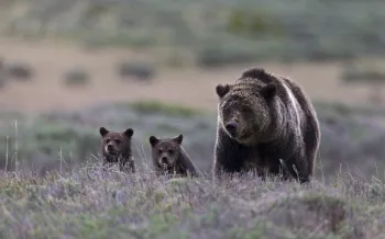 A bear with two cubs.
