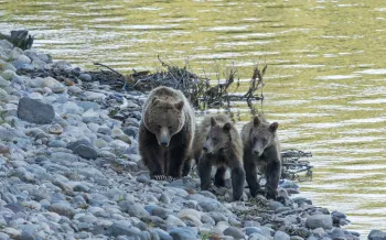 Three bears next to a river.