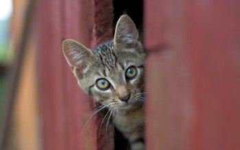 outdoor cat in barn