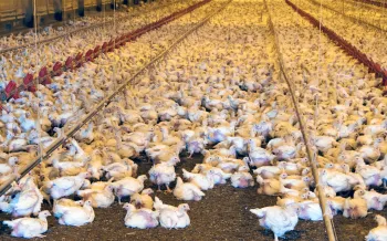 A large flock of chickens is densely packed inside a commercial poultry farm, with rows of red feeders visible in the background.
