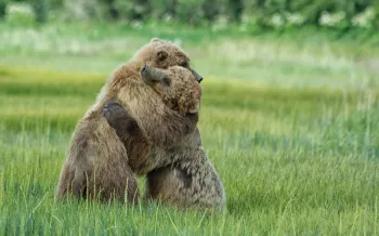 Two grizzly bears hugging during a bout of play fighting, in the grass.