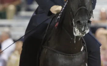 A black horse with a braided mane, wearing a bridle and bit with a rider dressed in a dark suit. The horse's mouth is open and foaming