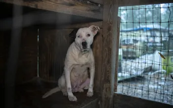 A white dog with a black patch over one eye sits in a dilapidated wooden enclosure. The dog appears to be in distress. 
