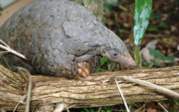 A pangolin on a log.
