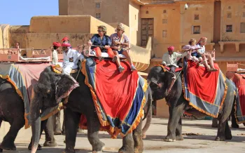 Several tourists riding elephants in front of an amber fort