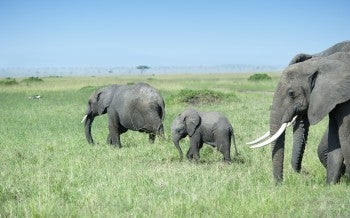 Elephants