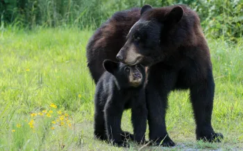 A bear and her cub in a grassy field with small yellow flowers 