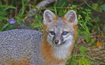A gray fox with striking blue eyes and reddish-brown fur around its neck, set against a backdrop of green foliage and a small purple flower.