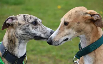 Two greyhounds touching noses.