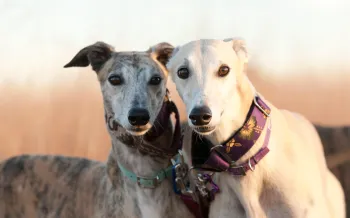 Two greyhound dogs look toward the viewer. They both wear decorative collars.