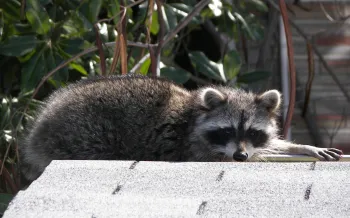 A raccoon on a roof.