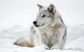 A wolf in the snow.