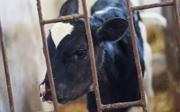 A black and white calf peeks through the bars of its enclosure, its large dark eye looking out sadly.